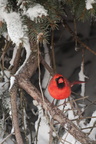 Wildlife